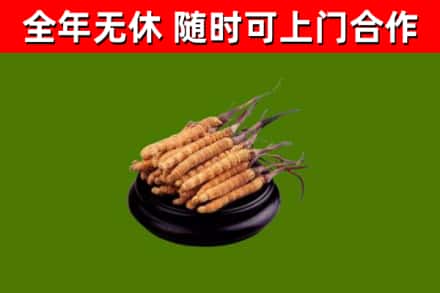 无锡回收冬虫夏草
